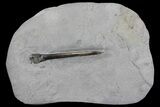 Fossil Belemnite (Youngibelus) - Germany #167854-1